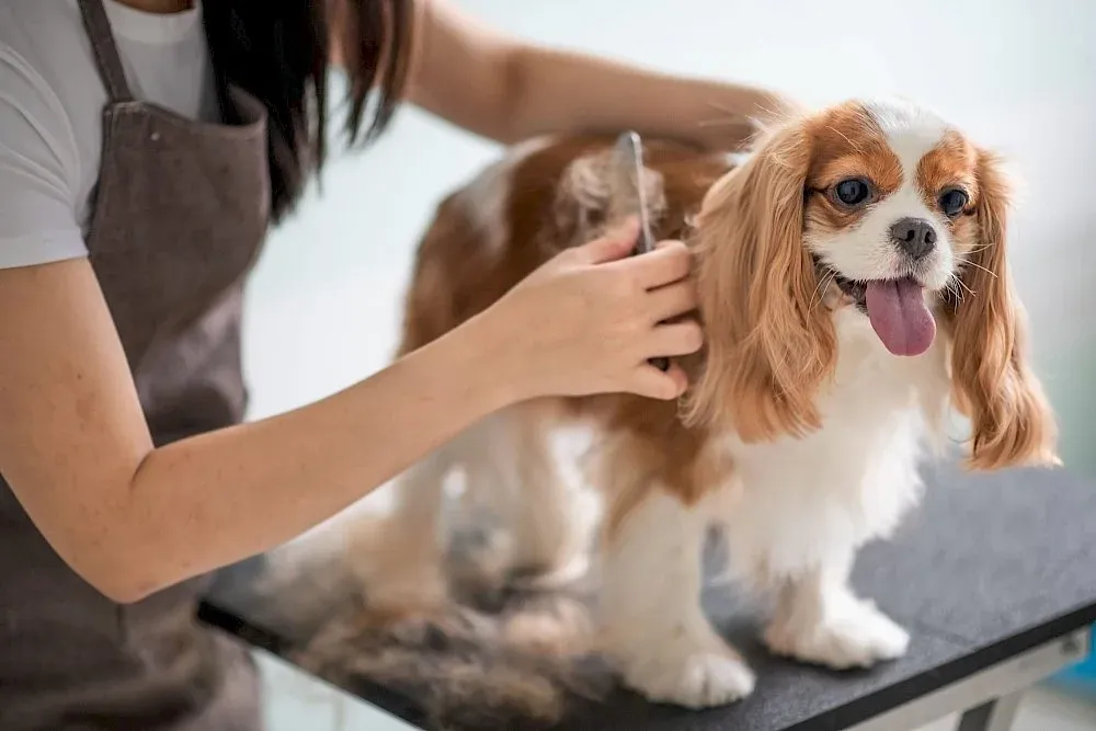 A groomer drying a dog on the grooming table